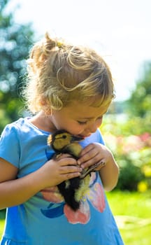 A child plays with a duckling. Selective focus. animal.