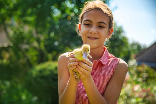 A child plays with a duckling. Selective focus. animal.