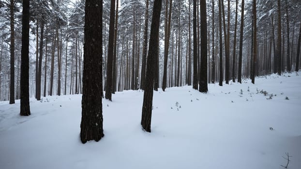 Beautiful view in wild winter forest. Media. Beautiful walk in wild forest on winter day. Camera movement in view of beautiful winter forest.