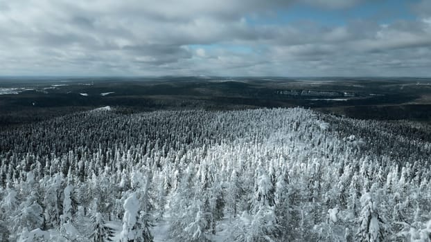 Slow motion aerial view of snowy trees in beautiful winter forest. Clip. Winter landscape in frozen mountains nature