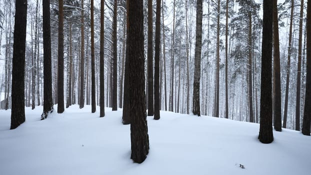Beautiful view in forest with tree trunks on winter day. Media. Calming view of winter forest with falling snow. Beautiful landscape in winter forest during snowfall.