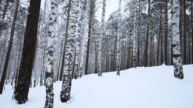 Beautiful landscape with birch trees in winter forest. Media. Winter forest with birch trees and pure snow. Beautiful forest with birch trees and soothing effect on winter day.