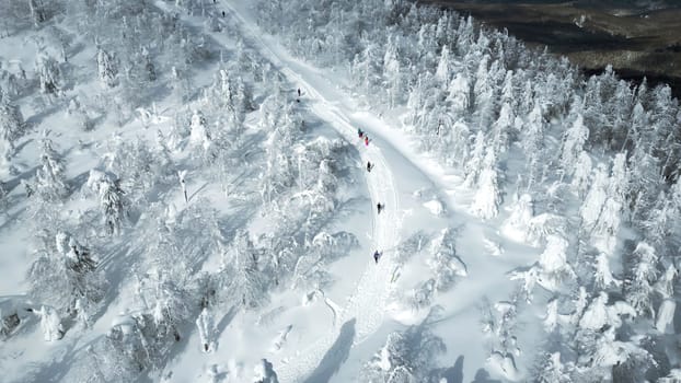 Aerial top down view of hikers walking one by one in winter forest. Clip. Travelers exploring snowy forest