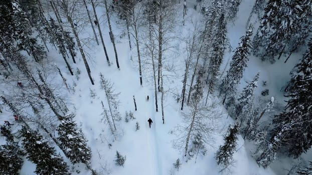 Aerial view of a man walking with his dog in deep snow in Austria. Clip. Scenic view of pine tree forest and snow covered ground