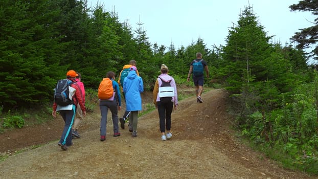 Tourists climb road in green forest area. Clip. Group of people is walking along road among green fir trees. Hikers travel in group on road in wooded area on cloudy day.