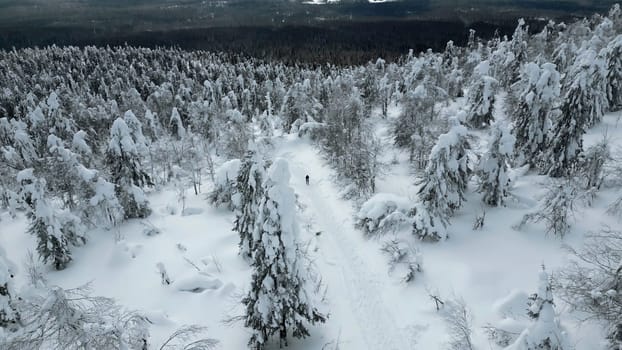 Aerial top down view of hikers walking one by one in winter forest. Clip. Travelers exploring snowy forest