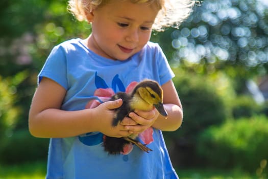 A child plays with a duckling. Selective focus. animal.