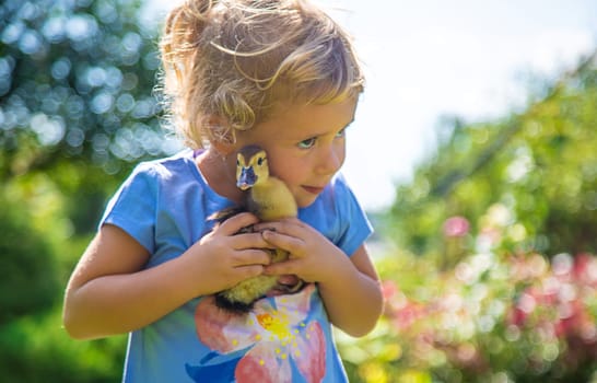 A child plays with a duckling. Selective focus. animal.