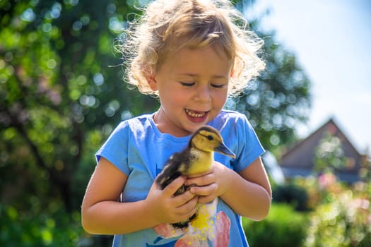 A child plays with a duckling. Selective focus. animal.