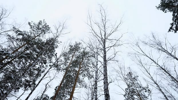 Trunks and tops of the high pines in the winter snowy forest against the cloudy sky. Media. Bottom up view at overcast windy day