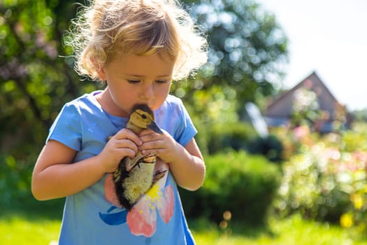 A child plays with a duckling. Selective focus. animal.