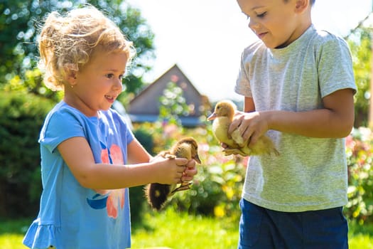 A child plays with a duckling. Selective focus. animal.