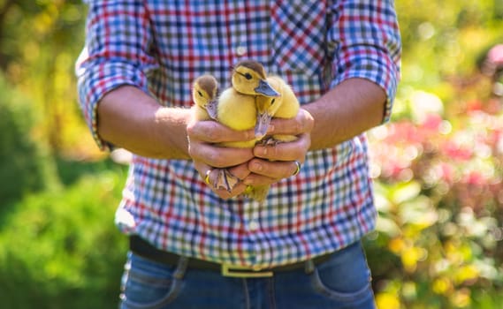 The farmer holds ducklings in his hands. Selective focus. animal.