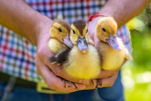 The farmer holds ducklings in his hands. Selective focus. animal.