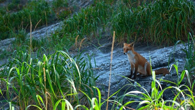 Red fox in grass. Clip. Red fox runs along stone slope with green grass. Shooting wildlife with red fox and tall green grass.