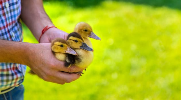 The farmer holds ducklings in his hands. Selective focus. animal.