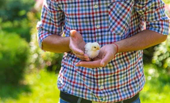 The farmer holds a chicken in his hands. Selective focus. animal.