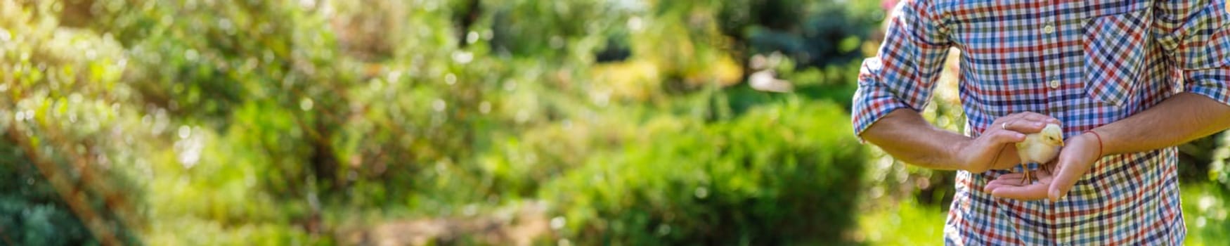 The farmer holds a chicken in his hands. Selective focus. animal.