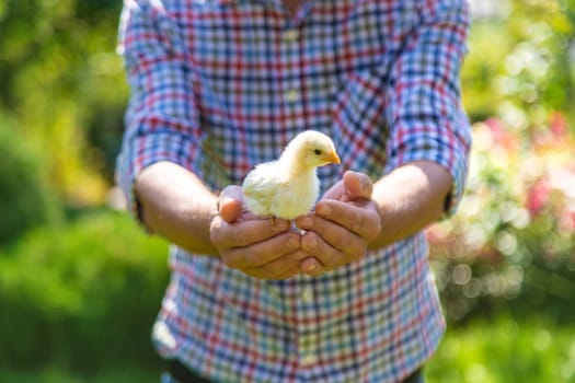 The farmer holds a chicken in his hands. Selective focus. animal.