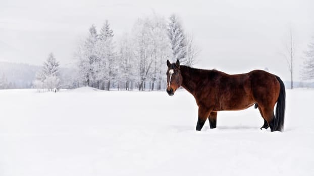 Dark brown horse walks on snow, trees in background, side view