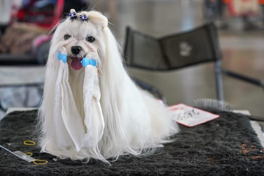 Small White Shih Tzu dog sitting on table, getting groomed before canine contest, glittering bows in her hair, and bands around mouth