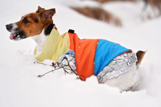 Small Jack Russell terrier with bright winter coat crawling in deep snow, having fun, her tongue out
