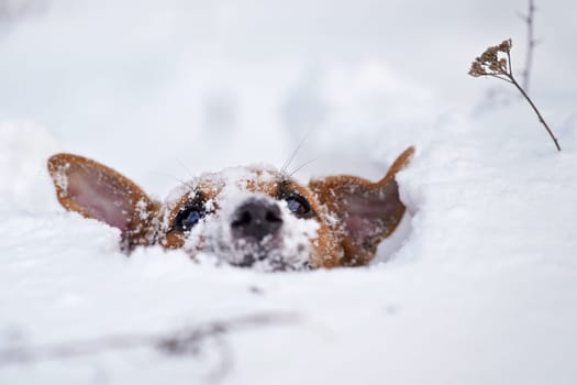 Small Jack Russell terrier dog crawling in very deep snow, detail on only her hair visible in white crystals