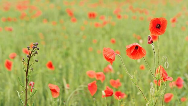 Rain falling on wild red poppies growing in filed of green unripe wheat