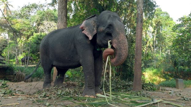 Elephant eats reeds in jungle. Action. Elephant farm for tourists in southern country. Elephants eat cane on farm.