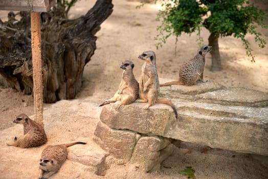 Enchanting Meerkats. Meerkat: Whimsical Moments in the Wilderness. Exploring the Savanna Landscape. Playful Meerkats in the African Sun. Guardians of the Desert: Meerkats Standing Tall. Adorable Meerkats in Action Safari