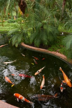 Majestic Japanese Koi Fish Swimming in Pond at Greenhouse. Japanese Carp Gracefully Gliding in Greenhouse Pond. Tranquil Japanese Koi Fish Pond in Greenhouse Oasis. Exotic Japanese Koi Fish in Ornamental Greenhouse Pond. Vibrant Japanese Koi Fish Swimming in Greenhouse Pond