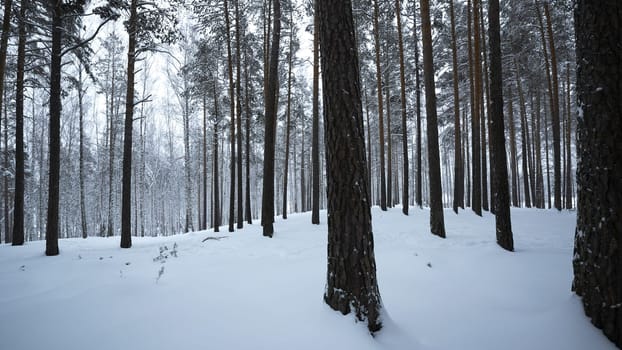 Beautiful view in winter forest in snowfall. Media. Winter forest in snowy weather. Beautiful walk in winter snow forest.