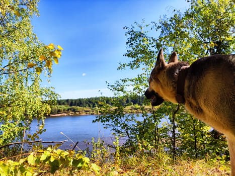 Big dog German Shepherd near water of lake or river on summer, spring or autumn time. Russian eastern European dog veo