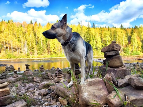 Dog German Shepherd near water of lake, river in mountain with stones and forest on the background. Russian eastern European dog veo