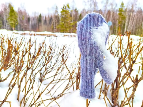 A forgotten warm mitten on branch in the snow. The concept of greeting the beginning of spring or winter