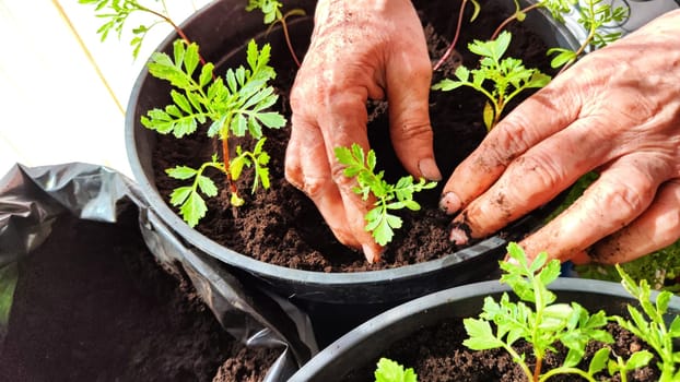 Planting marigold flowers in a pot. Reproduction of plants in spring. Young flower shoots and greenery for the garden. The hands of elderly woman, bucket of earth, green bushes and twigs with leaves