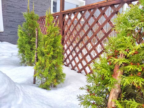 A small green tree grows beside sturdy wooden fence in a rural setting in winter day. Small Green Tree Next to Wooden Fence in snow. Thuja, spruce, pine, evergreen