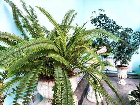 Swordfern Nephrolepis exaltata Called Boston fern also. A domestic plant