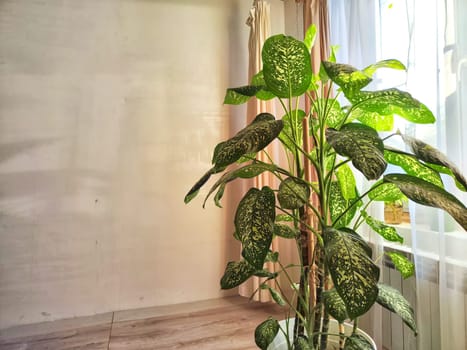 Dieffenbachia plant in a pot on a stool by the window. Retro interior in light colors. Background with plant with green leaves and fabric