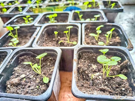 Early Spring Seedlings Sprouting in Boxes and Jars for Planting Season. Green seedlings in various containers are ready for spring planting season. Partial focus