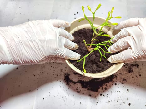 Transplanting a Young Flower Into a New Pot at Home. Hands in gloves placing young plant ripsalis, hatiora into pot with fresh soil