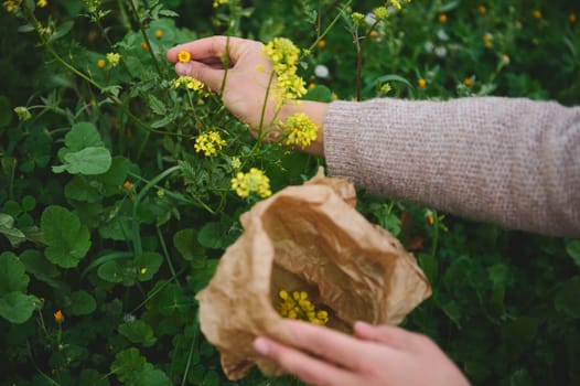 Close-up herbalist's hands collecting medicinal plants, herbs and heling flowers in the mountains outdoors. Herbal alternative medicine for holistic healing. Phyto therapy, botany and naturopathy