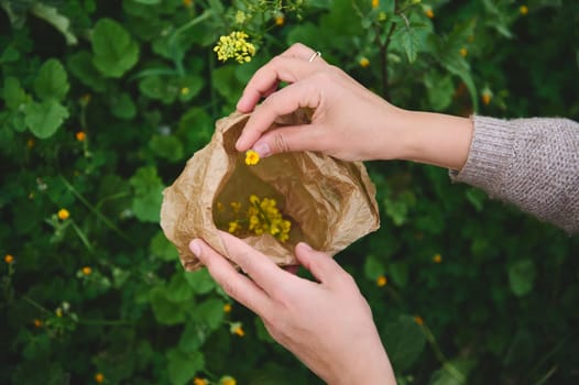 Close-up hands of young woman gathering herbs and plants for medical use, collecting flowers in a paper bag in the nature. The concept of herbal medicine, phytotherapy and naturopathy. View from above