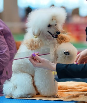 A poodle dog sits in front of a woman with a comb in her hands