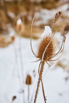 Resilient Thistle Defying Winter in Fort Wayne's Whitehurst Nature Preserve, A Symbol of Perseverance