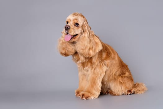 A dog American Cocker spaniel on a gray background