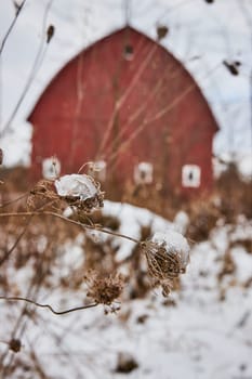 Snow-capped Queen Anne's Lace foregrounds a tranquil winter scene with a vibrant red barn, amidst Fort Wayne, Indiana's Whitehurst Nature Preserve.