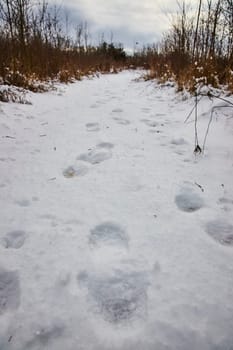 Winter Solitude in Fort Wayne - Fresh Snowfall Reveals Untrodden Path in Whitehurst Nature Preserves