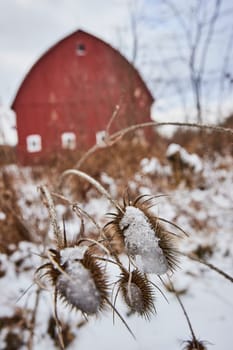 Snow-kissed thistles stand tall in a serene winter landscape at Whitehurst Nature Preserves, Indiana, with a classic red barn softly blurred in the backdrop.