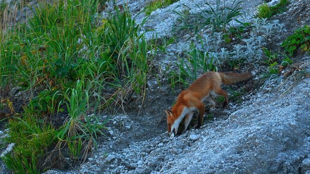 Wild fox in nature in summer. Clip. Shooting beautiful red fox in wild. Red fox runs on rocky slope with green grass. Nature and wild animals.